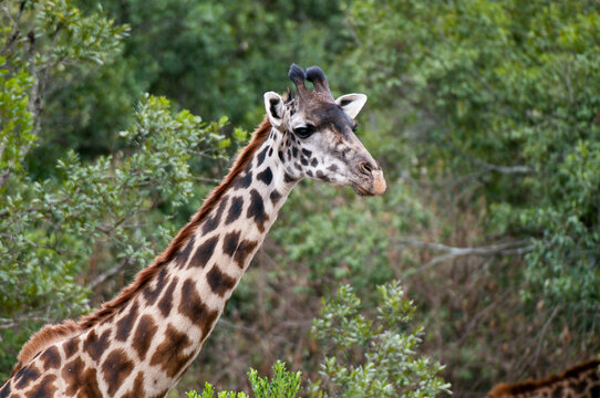 Africa, Kenya, Masai Mara, close up of Masai Giraffe (Giraffa camelopardalis)