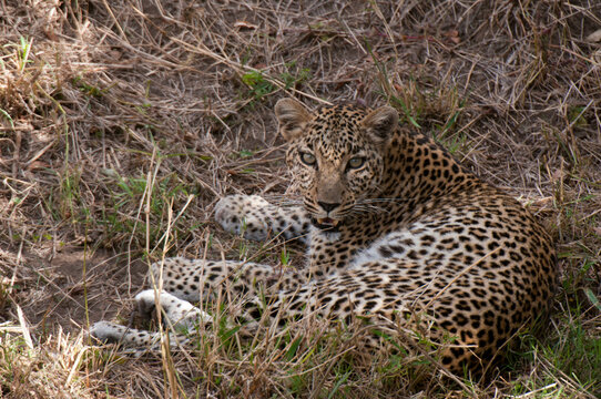 Africa, Kenya, Masai Mara, close up of Leopard (Panthera pardus)