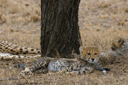 Africa, Kenya, Masai Mara, Cheetahs (Acinonyx jubatus) lying under tree