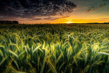 Sunset on wheat field