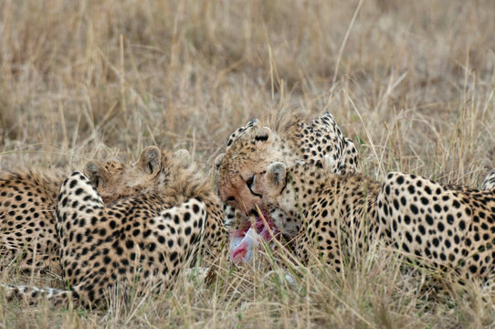 Africa, Kenya, Masai Mara, Cheetahs (Acinonyx jubatus) lying in grass