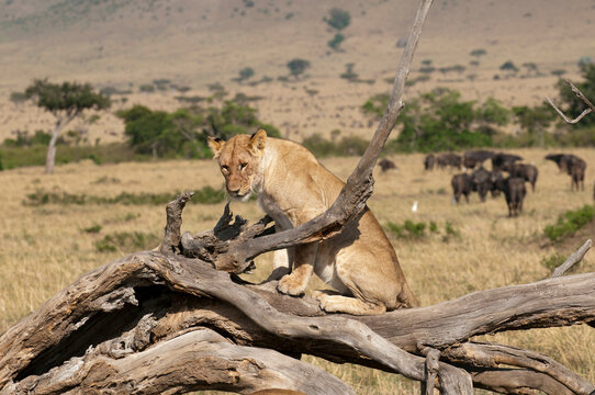 Africa, Kenya, Masai Mara, Lion (Panthera leo) on log