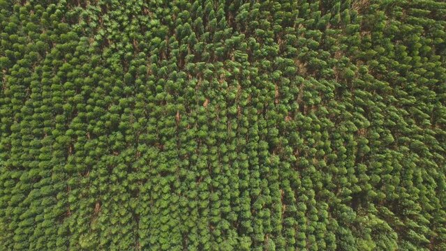 Pine Tree Forest Trembling in the Wind. Aerial Top View