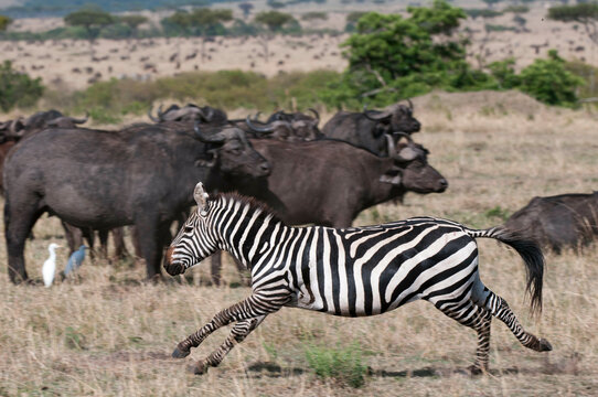 Africa, Kenya, Masai Mara, running Zebra (Equus quagga)