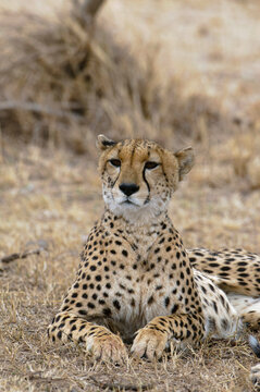 Africa, Kenya, Masai Mara, Cheetah (Acinonyx jubatus)
