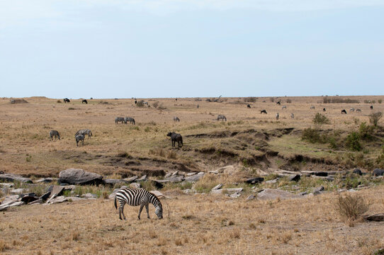 Kenya, Masai Mara National Reserve, Plains Zebra (Equus quagga) grazing on savannah