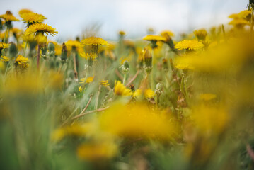 Beautiful flowers of yellow dandelions in nature in warm summer or spring on meadow in sunlight