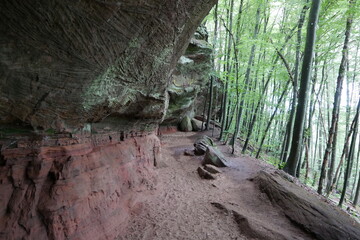Fels und Wald am Altschlossfelsen im Pfälzerwald