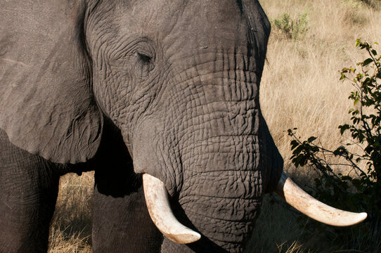 Close-up of an African elephant (Loxodonta africana), Abu Camp, Okavango Delta, Botswana