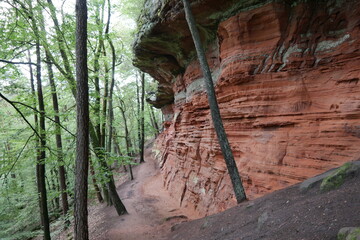 Obraz premium Felsen im Wald am Altschlossfelsen im Pfälzerwald