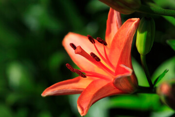 Orange lily on nature background