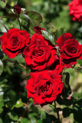 Colorful roses on nature background