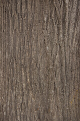 Brown natural wooden background close. Tree basis texture