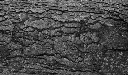 Natural wooden background. Tree basis texture
