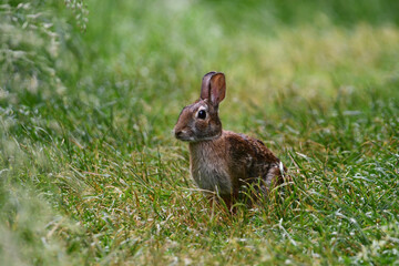 Eastern Cottontail Bunny Rabbit on grass in park looking around