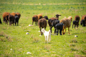 Goats and sheep graze on the green meadow. Pasture with fresh grass in spring, cattle walking. Animal husbandry and agriculture. Herd of animals.