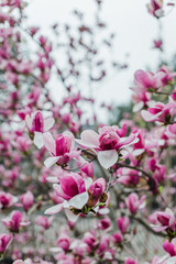 Fototapeta na wymiar cherry tree blooming in spring