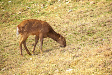 Beautiful spotted deer in the mountains against the background of green grass and snow. Fairytale spring landscape with wild animals.