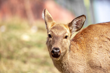 Beautiful spotted deer in the mountains against the background of green grass and snow. Fairytale spring landscape with wild animals.