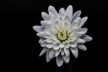 white chrysanthemum isolated on black
