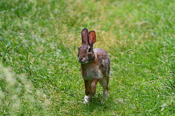 Eastern Cottontail Bunny Rabbit hops along grass in park