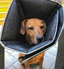 Mixed breed dog wearing funnel cone collar after aural hematoma surgery.