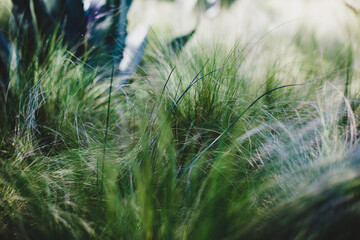 Abstract Aloe and Grasses