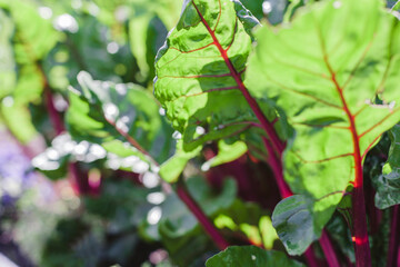 Healthy Swiss Chard grows in a garden.