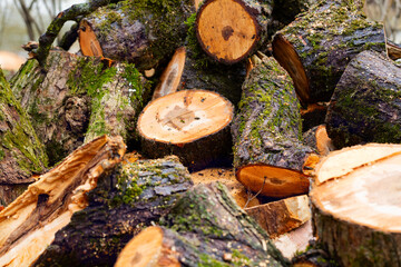 A cut down old tree covered with moss is in the forest. bars