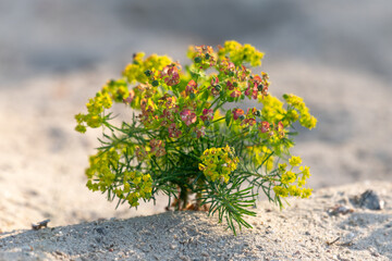 Euphorbia cyparissias L.
Zypressen-Wolfsmilch
Bonaparte's Crown