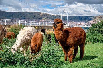 Llamas on the shores of Lake Titicaca.
