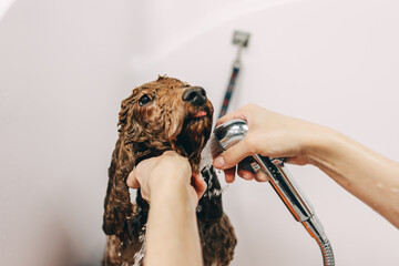 The dog takes a bath.