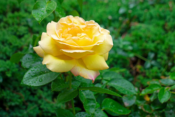 Single, large, pinkish yellow rose on a blurred green background of wet leaves and shrubs -19 - Powered by Adobe