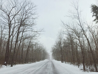 Road in desolate cold forest