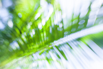Abstract Palm Leaf