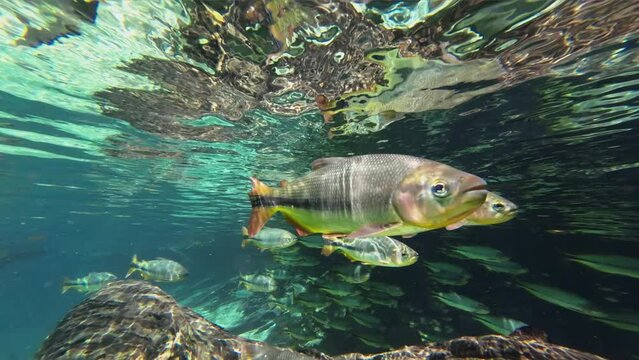 Fish in Transparent Water of Rio Da Prata, Brazil