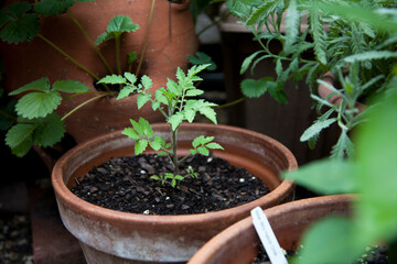 Tomato seedling in a garden pot