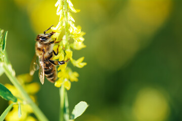 bee on flower