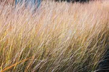 Autumn grasses