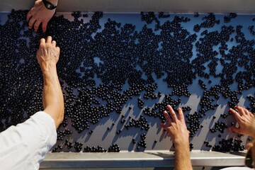 Picking stems and sorting grapes on a conveyor belt.