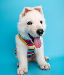 cute lablador white dog puppy with traval costume studio portrait on isolated background