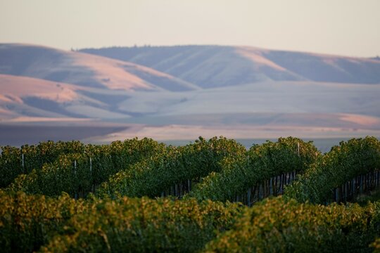 Rows of grape vines near Walla Walla, Washington.
