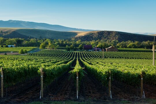 View from the top of a verdant vineyard in Walla Walla.
