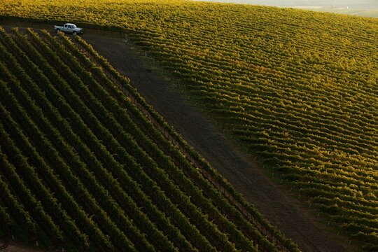 Sunrise in the vineyards.
