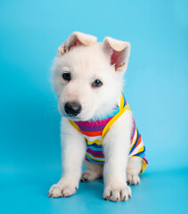 cute lablador white dog puppy with traval costume studio portrait on isolated background