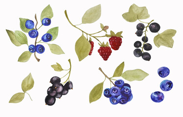 Watercolor hand drawn set of forest berries - blueberries, raspberries and currant, nine elements isolated on white background