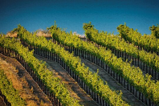 Overhead view of the rows of grapes in vineyards on the east end of the Columbia Gorge AVA.
