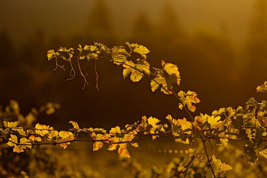 Backlit grapevine glows golden in the early morning sun.