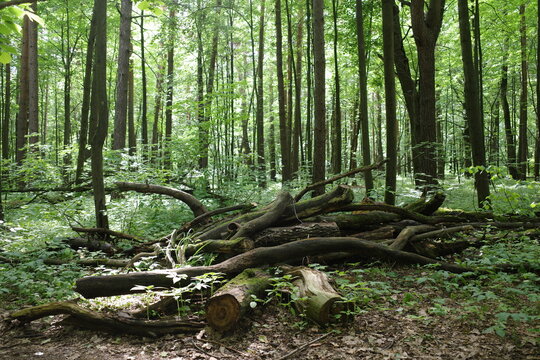 A deadfall in the forest.