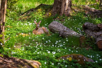 Foto op Aluminium Young European roe deer lying amid white anemone flowers in a lush forest at the Nåtö nature reserve in Åland Islands, Finland, on a sunny day in spring. © tuomaslehtinen